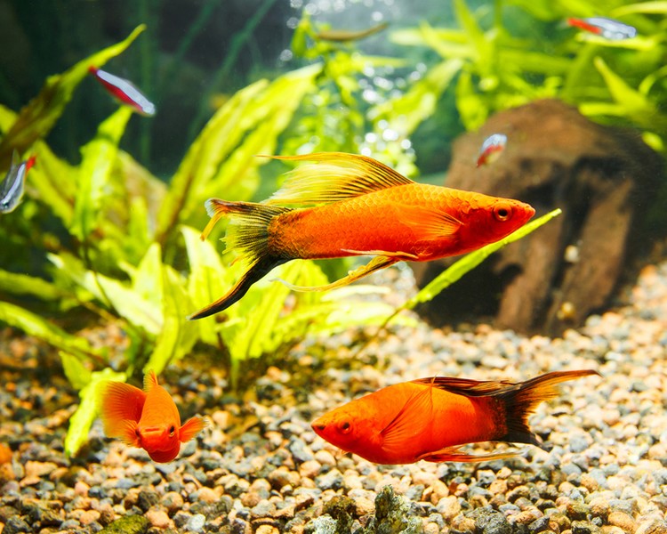 Assorted Swordtails ~ 3cm - 3.5cm